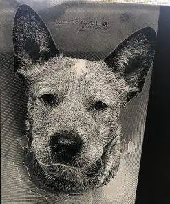 laser engraved photos minnesota acrylic pets dog cat horse family portrait